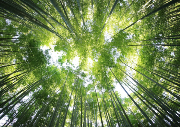 Environmental Policy Environmental Policy